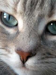 chat gris yeux bleus.jpg